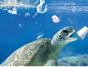 The challenge of plastics in the oceans 