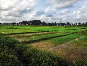 Production de riz dans des secteurs périurbains de Colombo, Sri Lanka © Guido Santini
