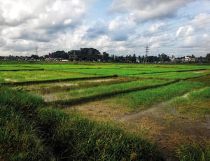 Production de riz dans des secteurs périurbains de Colombo, Sri Lanka © Guido Santini