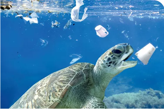 The challenge of plastics in the oceans 